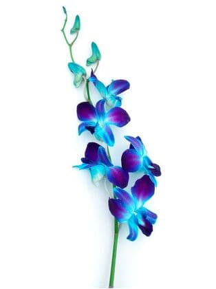 Blue Dendrobium Orchid Bulk Flower 10st