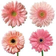 Pink Mini Gerbera Flower