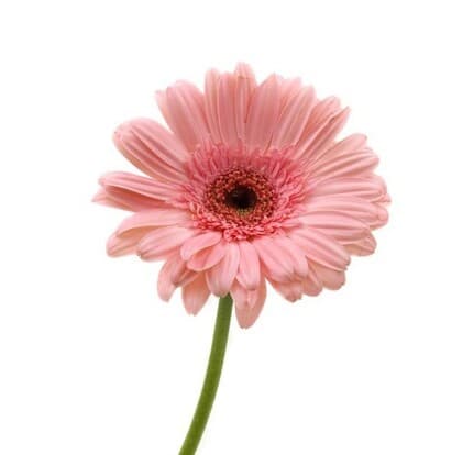 Pink Mini Gerbera Flower