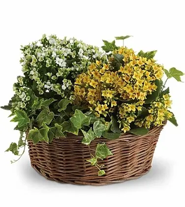 Basket of Joy Blooming Plant