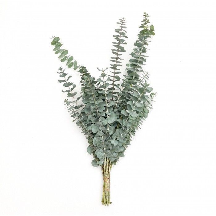 Bulk Baby Eucalyptus Greenery 10st
