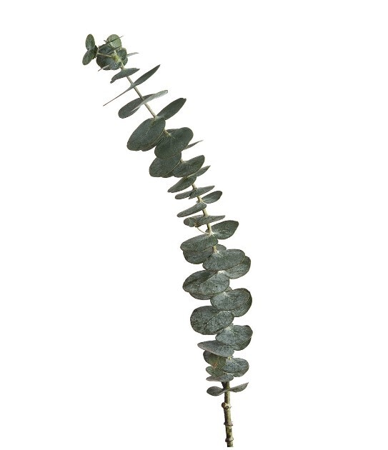 Bulk Baby Eucalyptus Greenery 10st