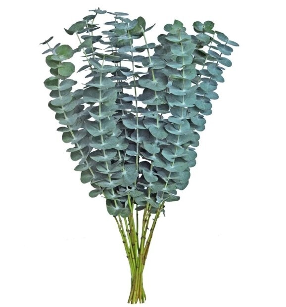 Bulk Baby Eucalyptus Greenery 10st