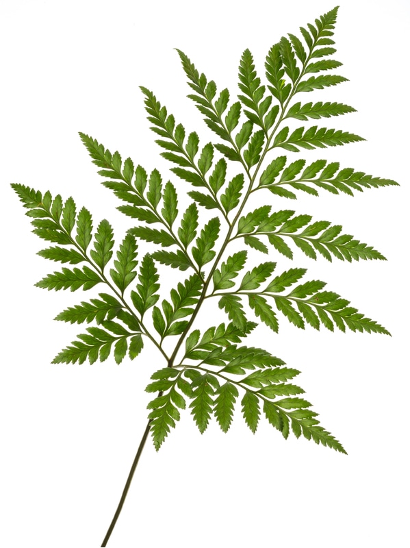 Bulk Leather Leaf Greenery 10st