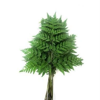Bulk Leather Leaf Greenery 10st