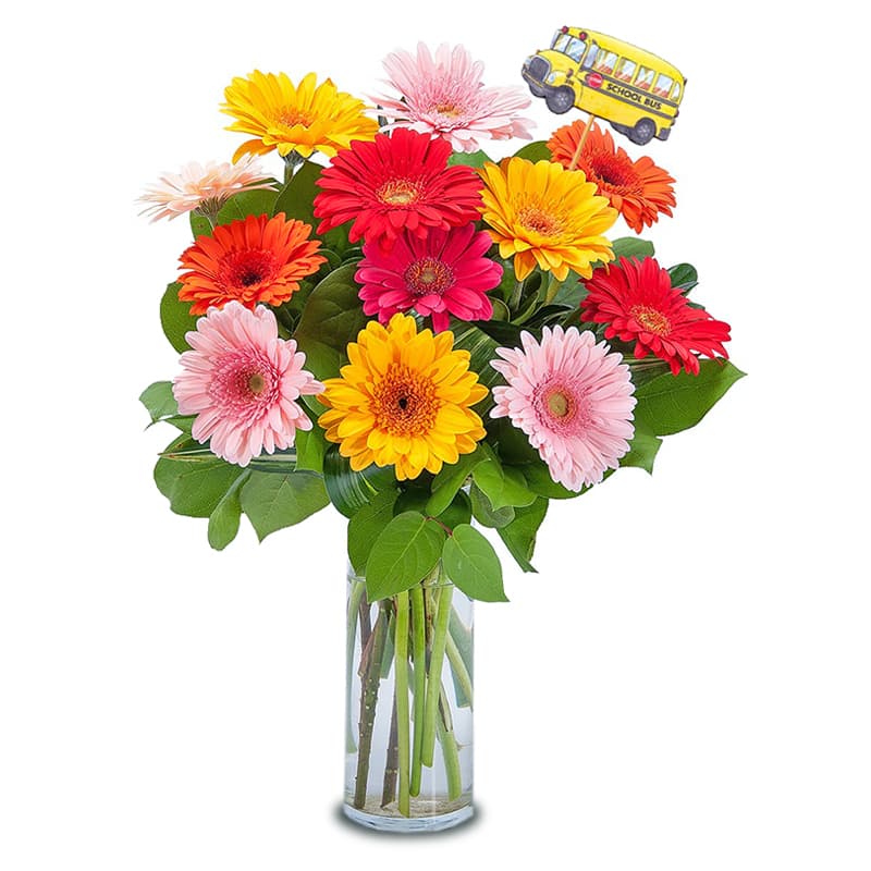 Back To School Wonderful Gerberas