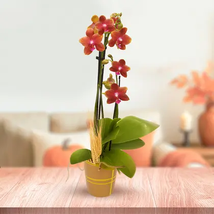 Fall Mini Orchid Plant