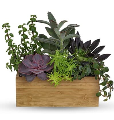 Teleflora's Grow Positive Garden Succulents