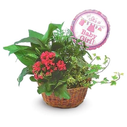 Welcome New Baby Girl Blooming Dish Garden