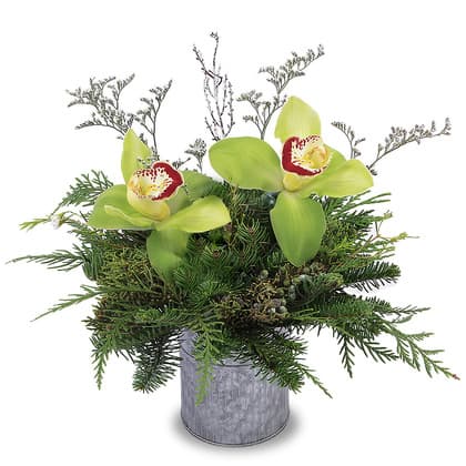 Jolly Season Orchids