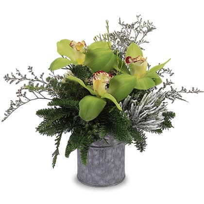 Jolly Season Orchids