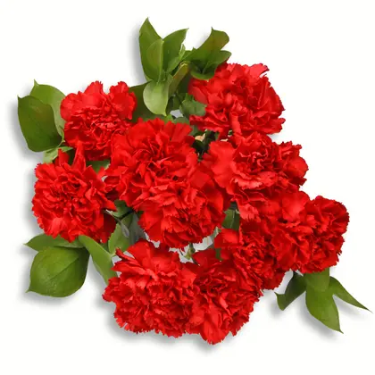 Lovely Red Carnation Bouquet
