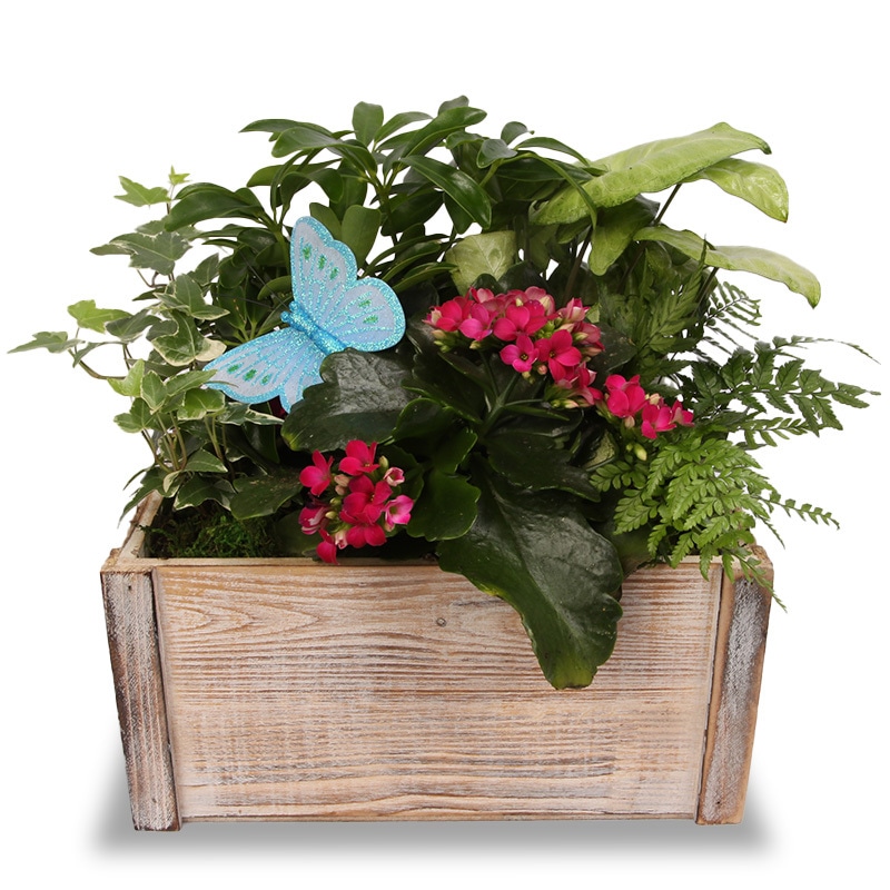 Butterfly Delight Wooden Box Planter