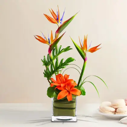 Tropical Birds of Paradise
