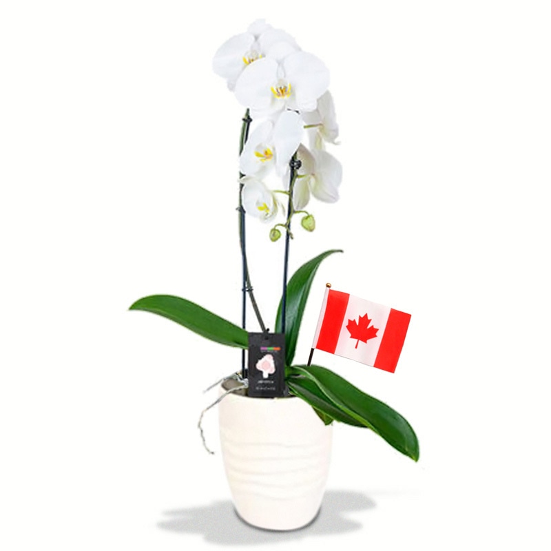 Premium Orchid Plant with Canada Flag