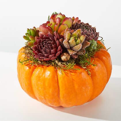 Pumpkin Succulent Garden Mini