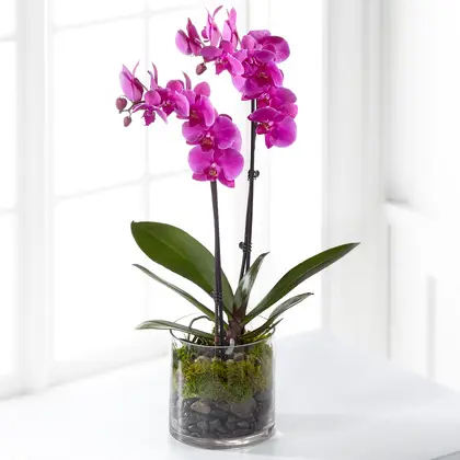 Elegant Double Spike Pink Phalaenopsis Orchid