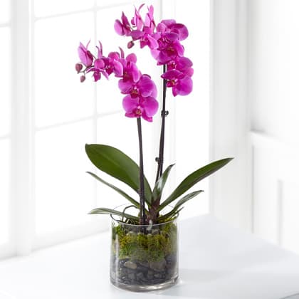 Elegant Double Spike Pink Phalaenopsis Orchid