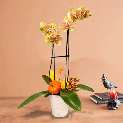 Fall Phalaenopsis Orchid