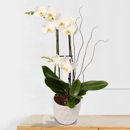 White Magnifica and Mini Phalaenopsis Orchids