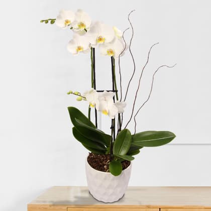 White Magnifica and Mini Phalaenopsis Orchids