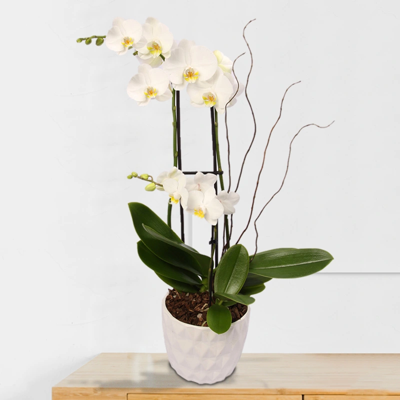 White Magnifica and Mini Phalaenopsis Orchids