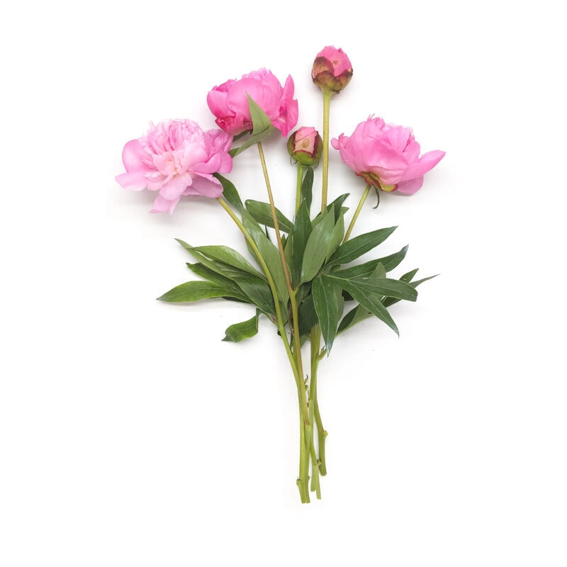 Peony and Rose Flower Bouquet