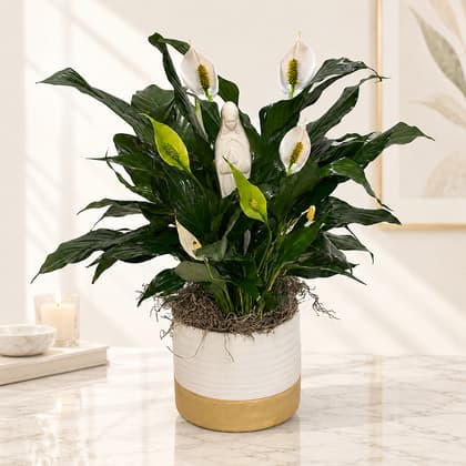 Madonna Blessed Peace Lily