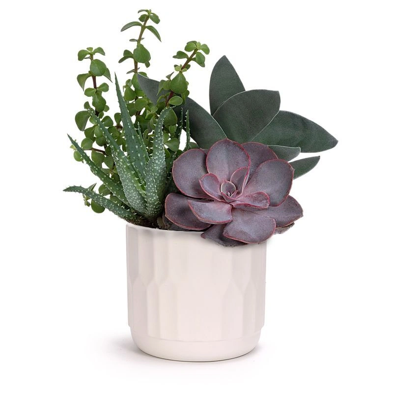 Modern Succulent Garden