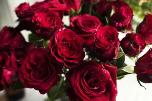 Fresh Red Roses Flowers 