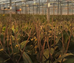 Orchids growing full stem