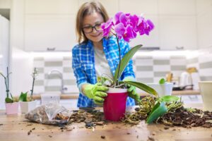 Reblooming Orchid