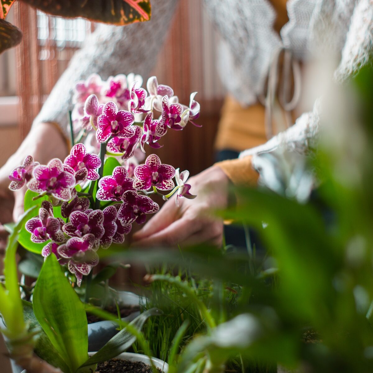 orchids at home