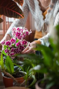 orchids at home