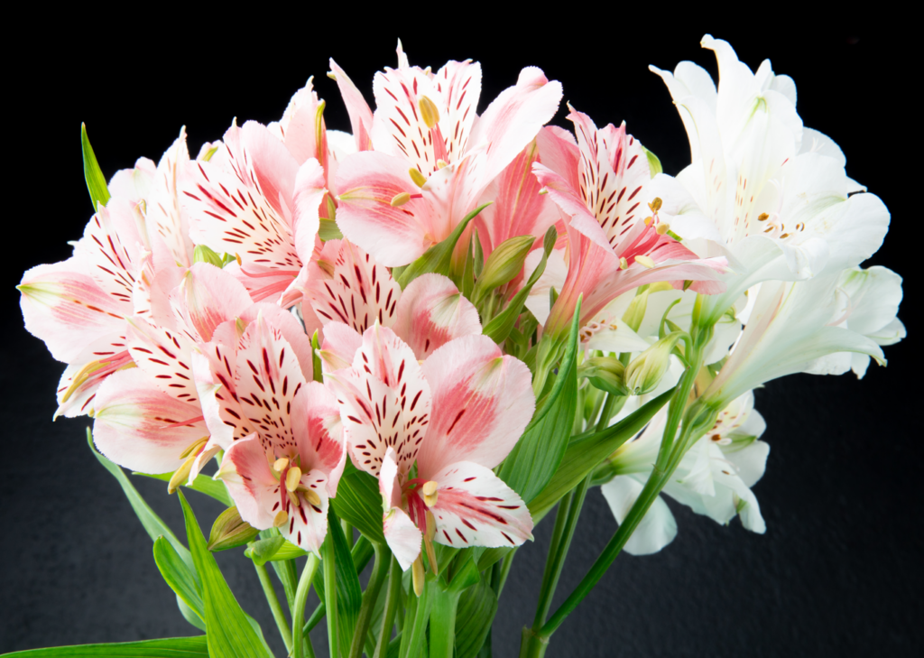 Alstroemeria flower