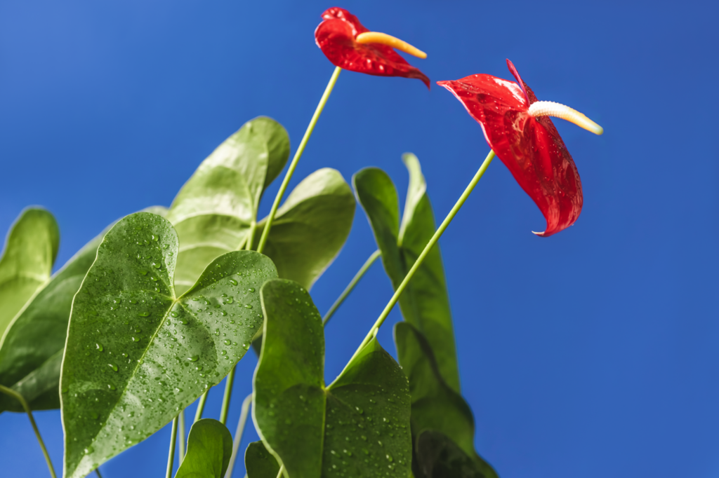 Anthurium flower