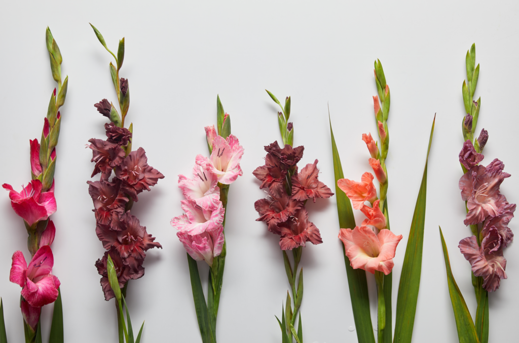 gladioli flower