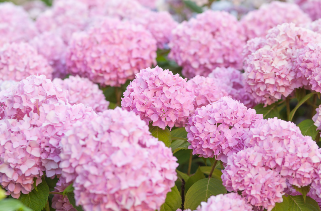 hydrangea flower