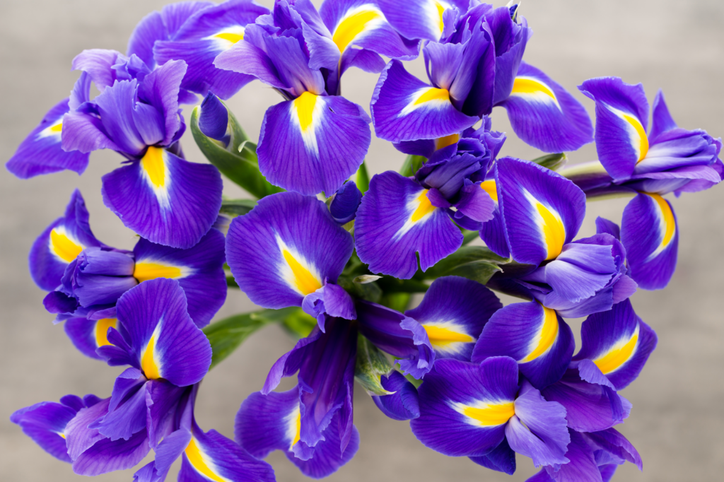 Exploring Blue Iris: Symbolism and Cultural Significance – LÖV Flowers