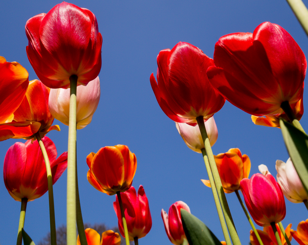 tulip flower