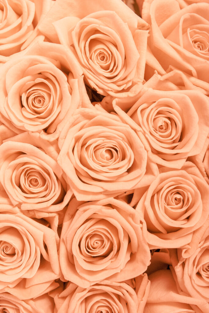 peach roses