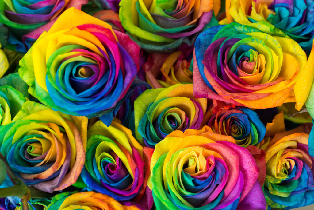 Rainbow roses