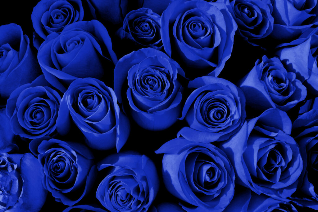 Blue roses