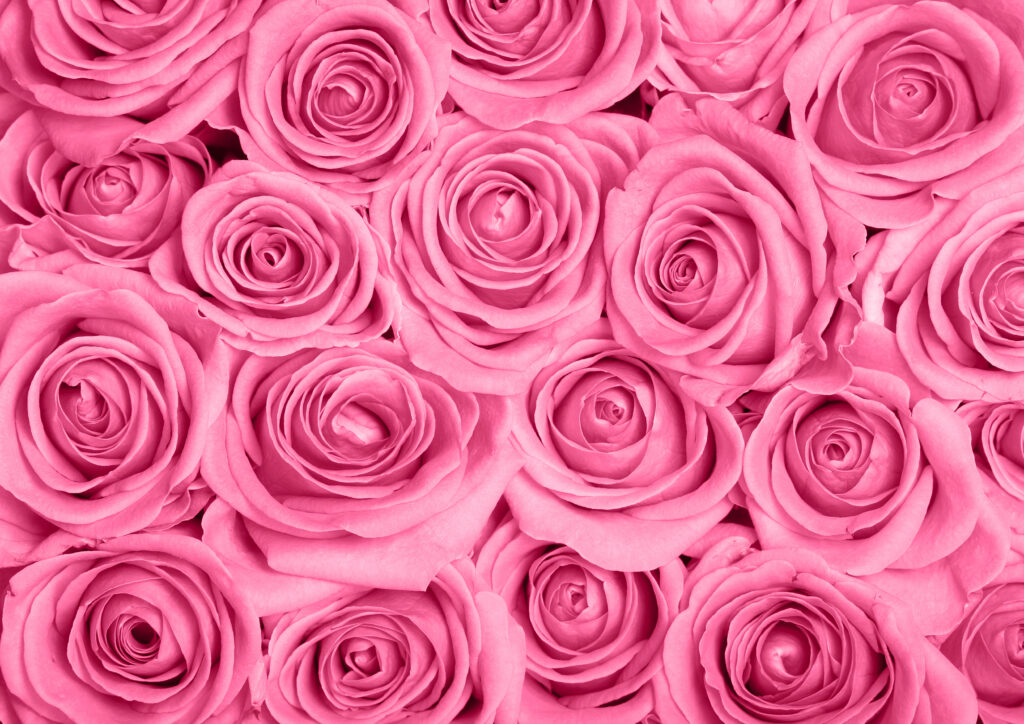 Pink roses