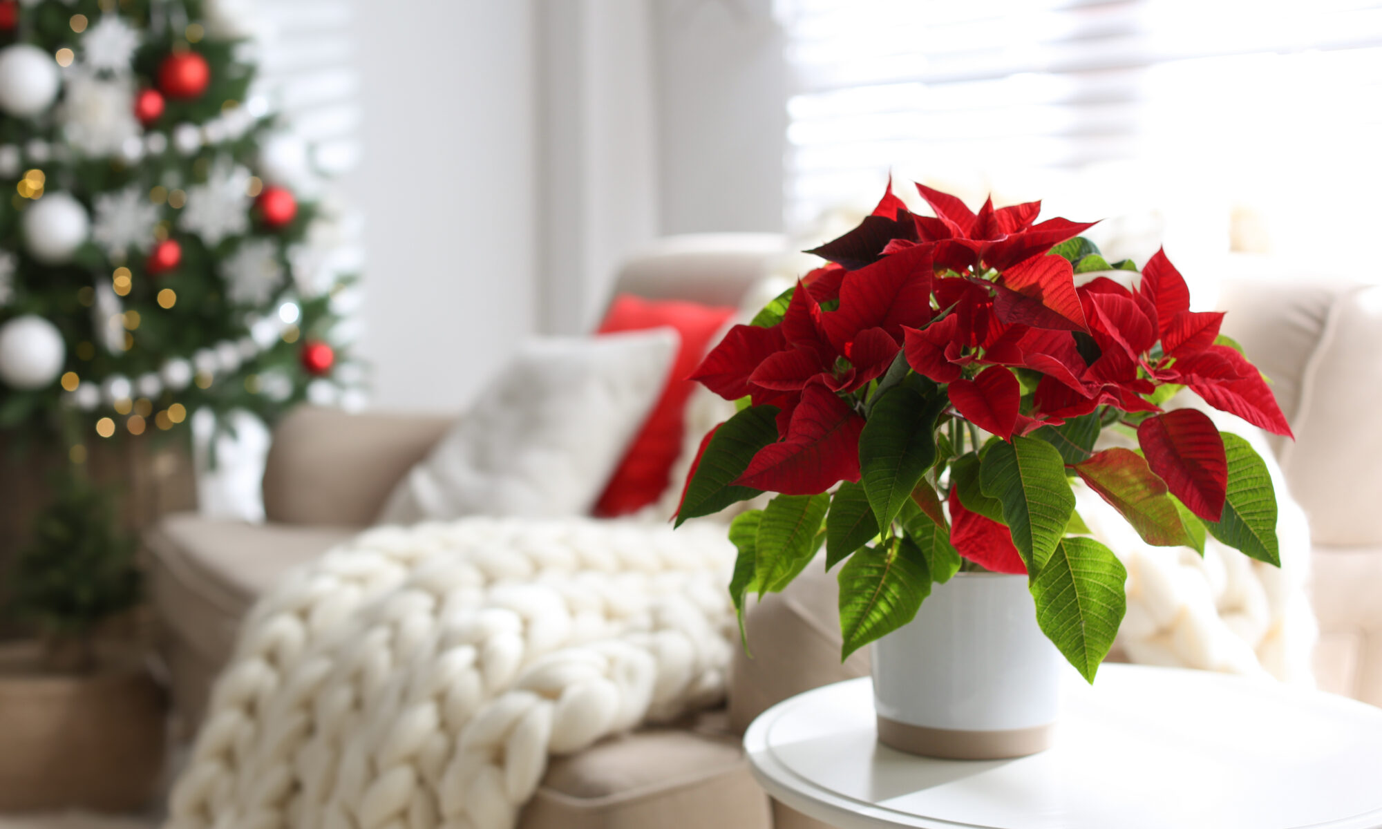 poinsettia christmas flowes holiday flowers, gift baskets and plants