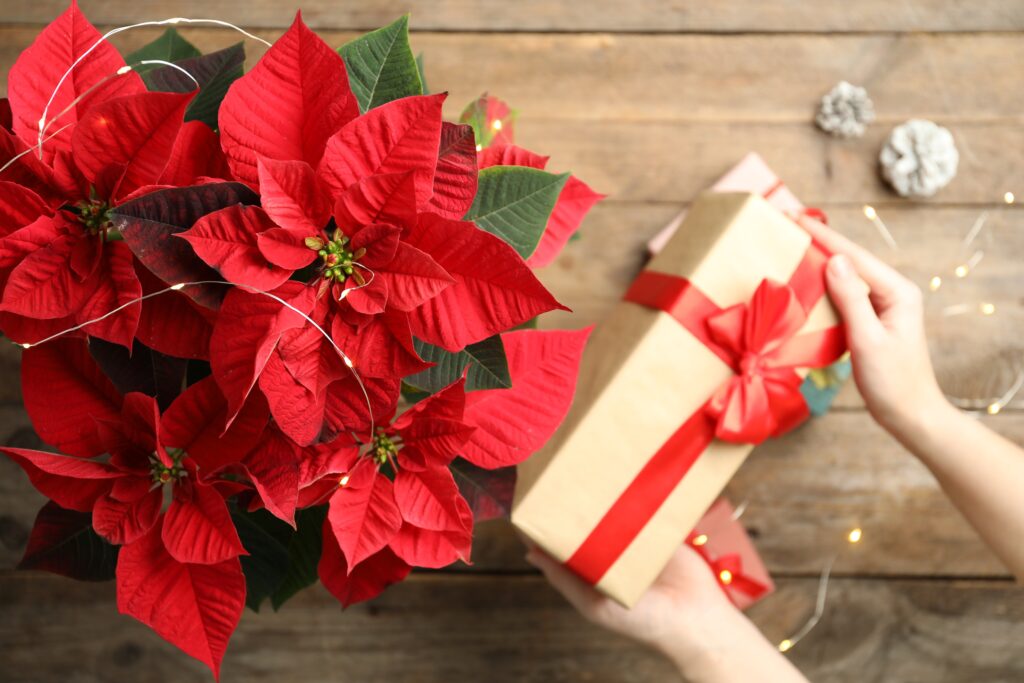 poinsettia traditional Christmas flower