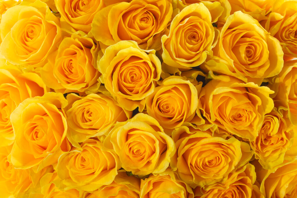 yellow roses