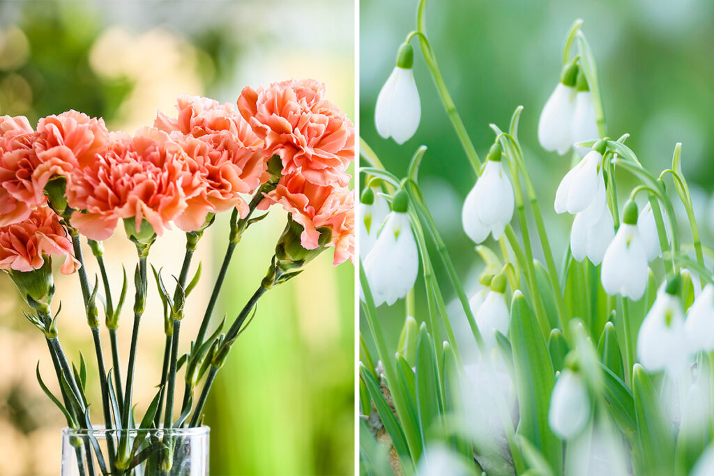 jan birth flowers carnation snowdrop