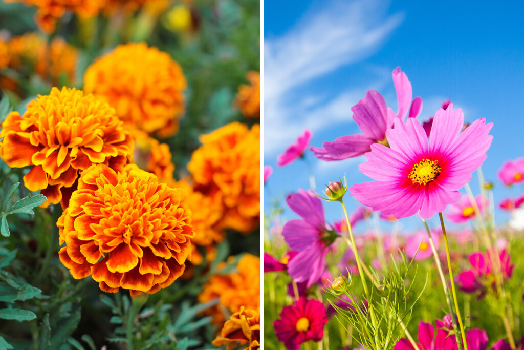 oct birth flowers Marigold Cosmos