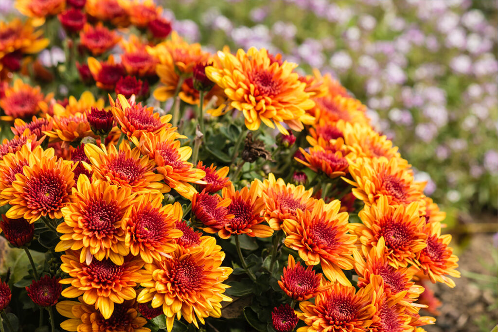 nov birth flower Chrysanthemum